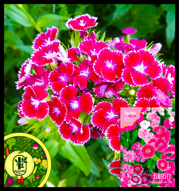 বর্ণিল কার্নেশন-(Colorful Carnation),আনুমানিক ৪০০ বীজ