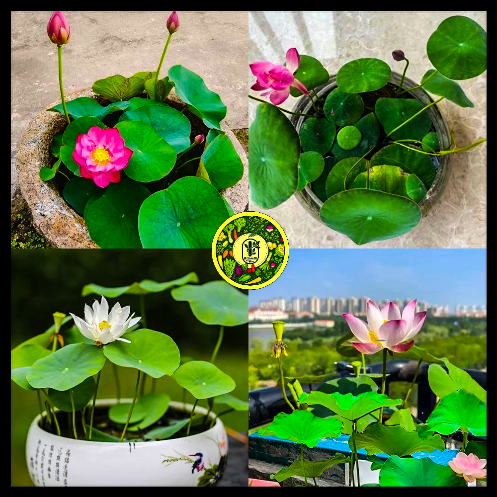 পদ্ম ফুল-(Lotus Flower),আনুমানিক ৫টি বীজ