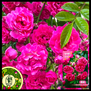 ক্লাইম্বিং রোজ-(Climbing Rose),আনুমানিক ১০০ বীজ