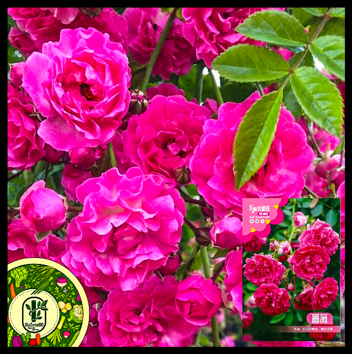 ক্লাইম্বিং রোজ-(Climbing Rose),আনুমানিক ১০০ বীজ