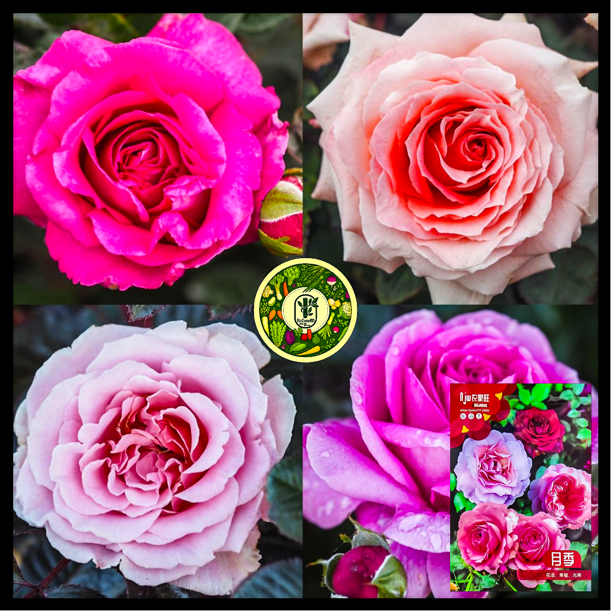 ফিনেস গোলাপ-(Finesse Rose),আনুমানিক ১০০ বীজ