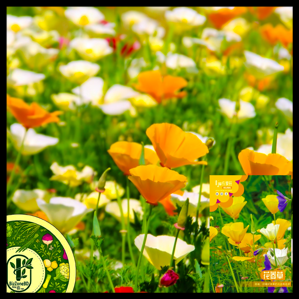 ক্যালিফোর্নিয়া পপি-(California Poppy),আনুমানিক ৫০০ বীজ