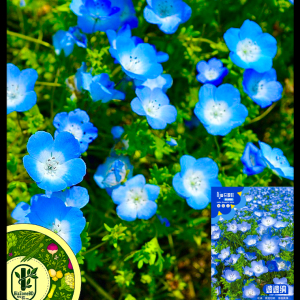 বেবি ব্লু আইজ (Baby Blue Eyes), আনুমানিক ৫০০০ বীজ