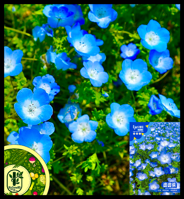 বেবি ব্লু আইজ (Baby Blue Eyes), আনুমানিক ৫০০০ বীজ