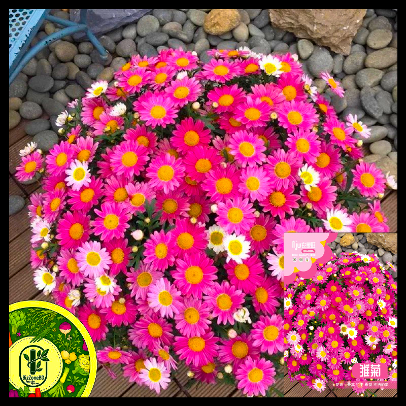 ডেইজি-(Daisy),আনুমানিক ৪৫০ বীজ