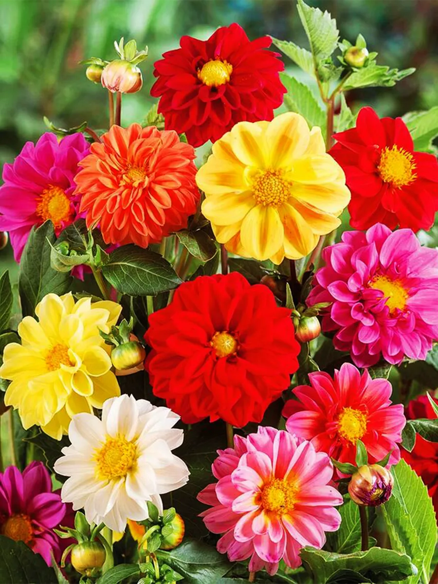 ডালিয়া মিক্স-(Dahlia Mix),আনুমানিক ১০০ বীজ - Image 4