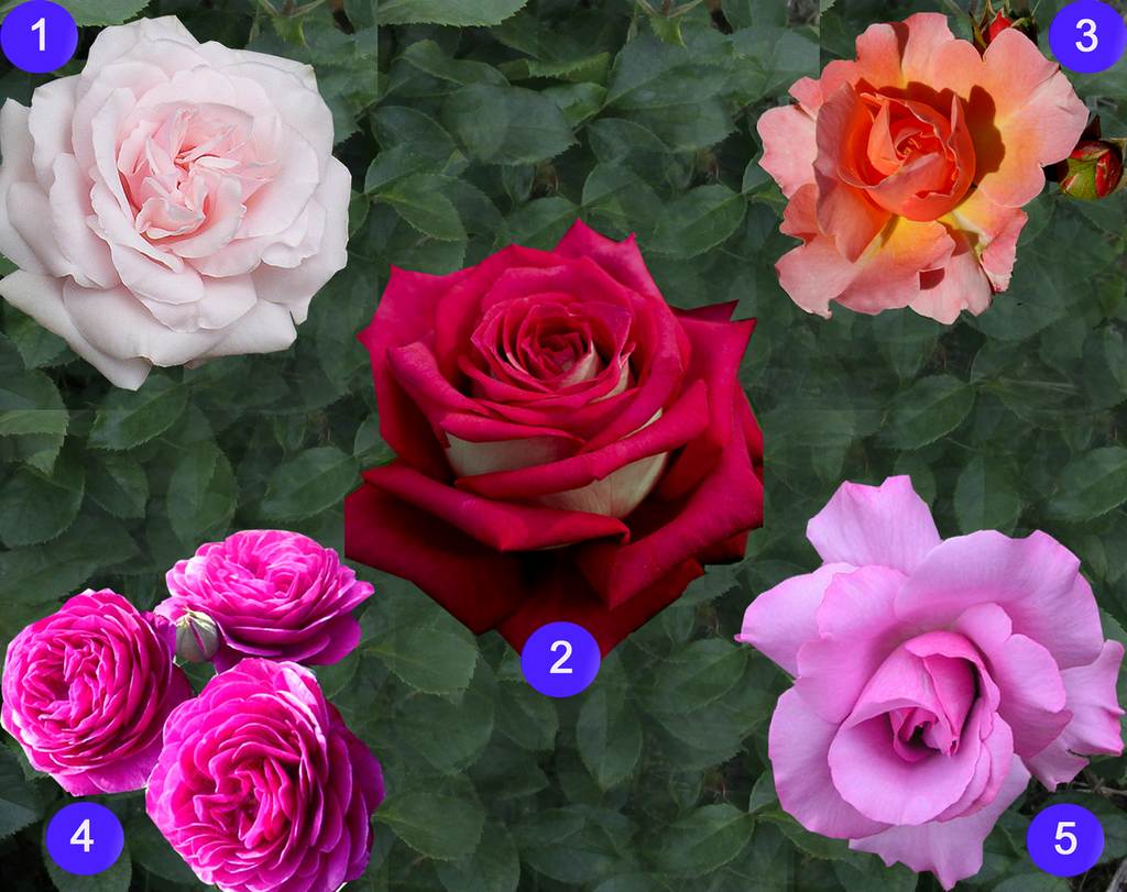 ফিনেস গোলাপ-(Finesse Rose),আনুমানিক ১০০ বীজ - Image 2