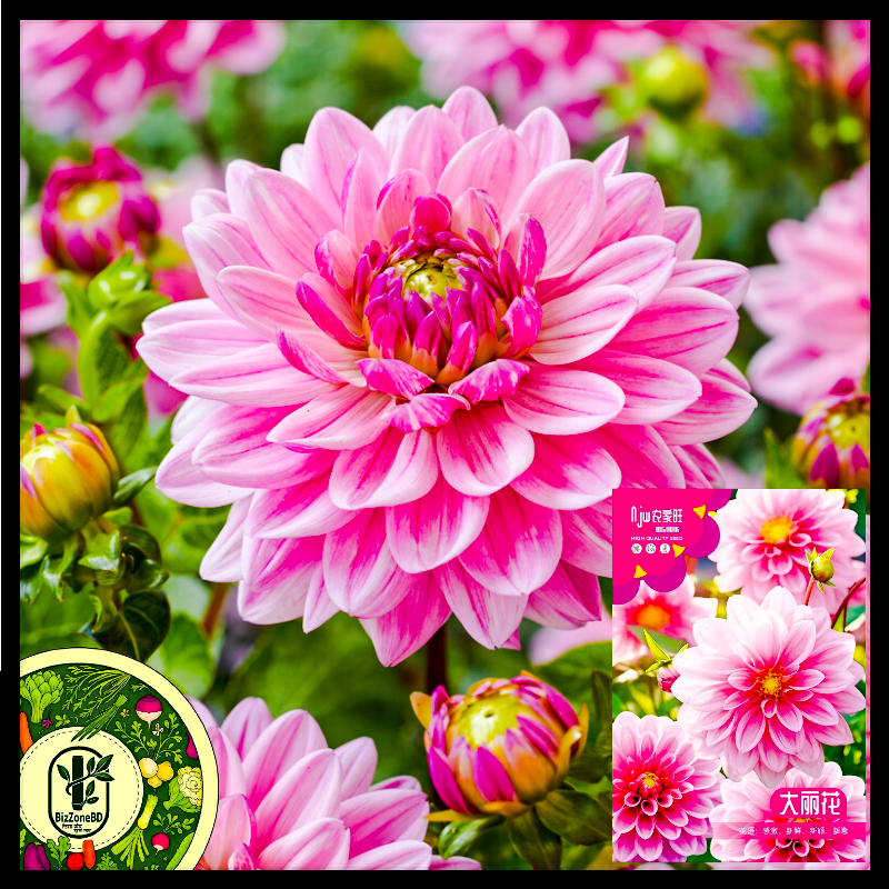 ডালিয়া-(Dahlia),আনুমানিক ১০০ বীজ