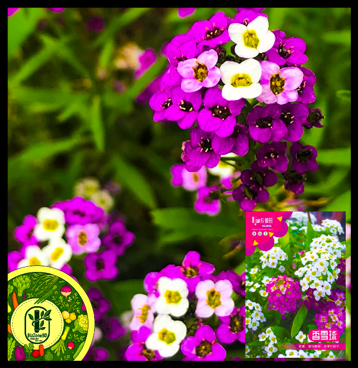 সুইট অ্যালিসাম-(Sweet Alyssum),আনুমানিক ২০০০+ বীজ