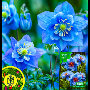 নাইজেলা স্টেভিয়া-(Nigella sativa), আনুমানিক ৫০০ বীজ