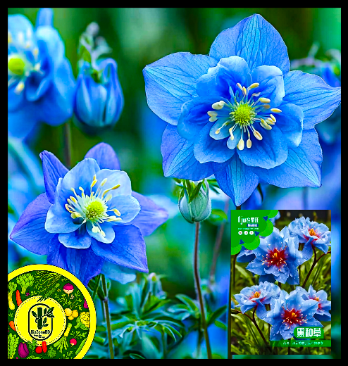 নাইজেলা স্টেভিয়া-(Nigella sativa), আনুমানিক ৫০০ বীজ