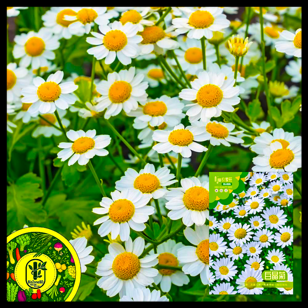 ক্রিস্টাল ডেইজি-(Crystal Daisy),আনুমানিক ৫০০ বীজ