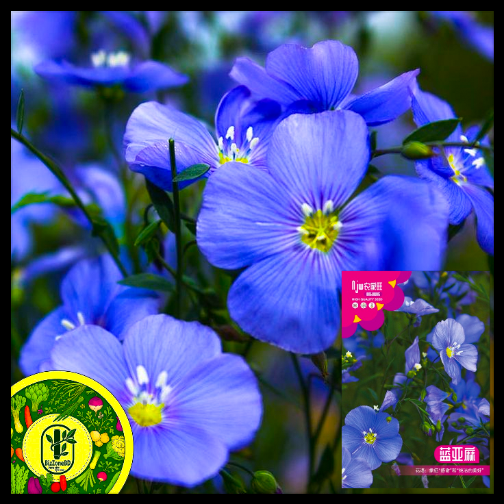Blue Flax-(ব্লু ফ্ল্যাক্স),আনুমানিক ৫০০ বীজ