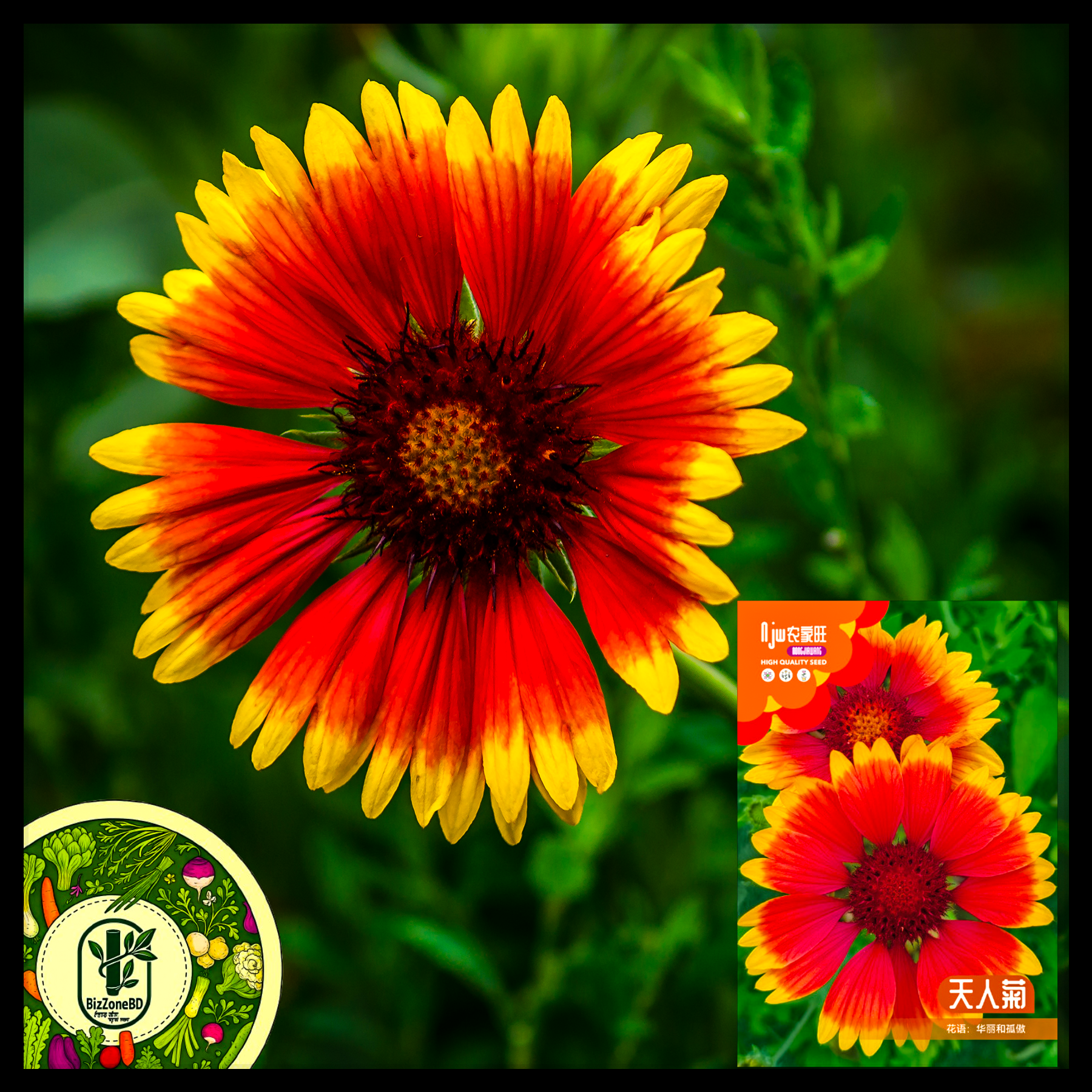 গেইলরডিয়া-(Gaillardia), আনুমানিক ২০০ বীজ