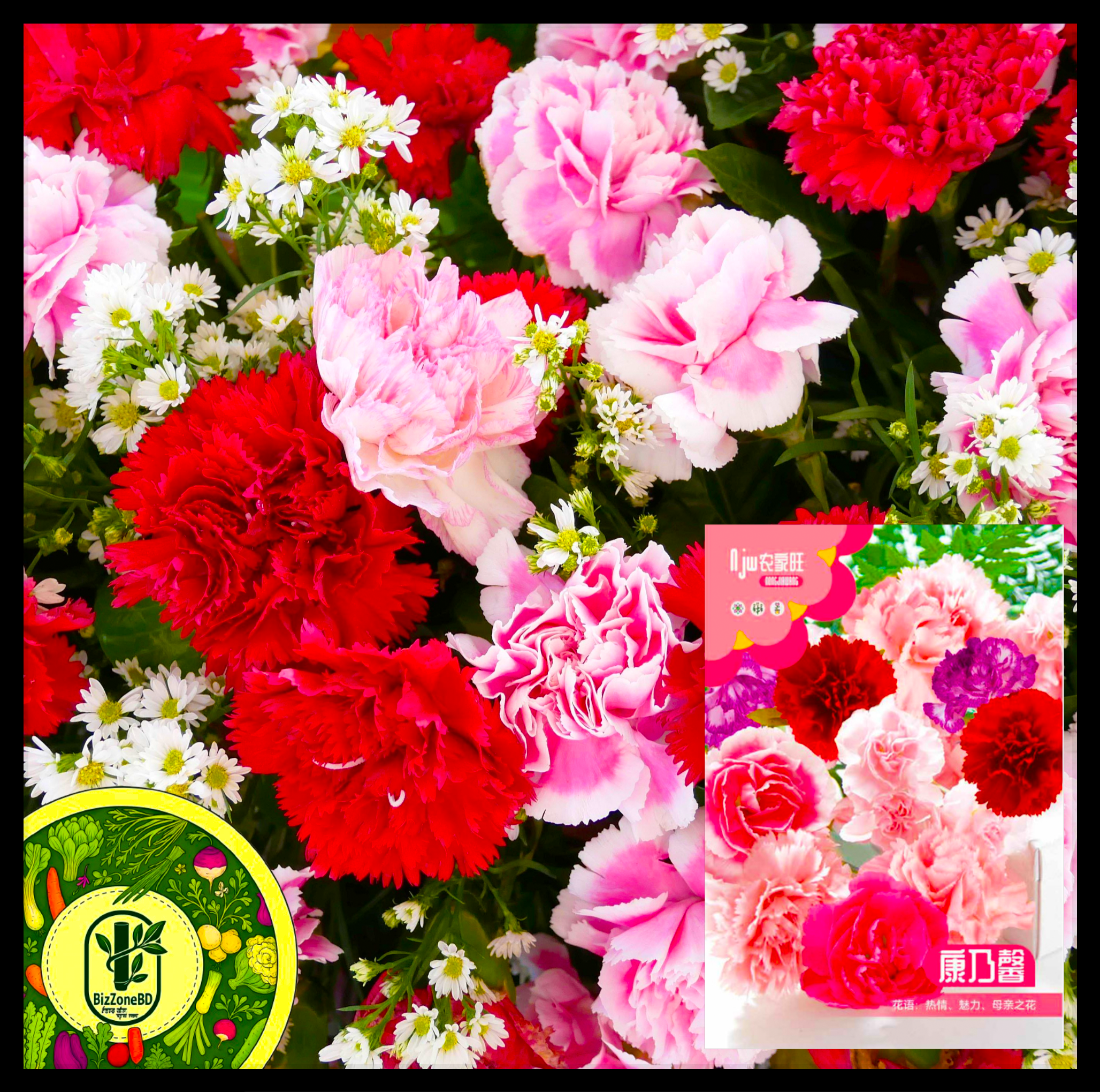 কারনেশন-(Carnation), আনুমানিক ৪০০ বীজ