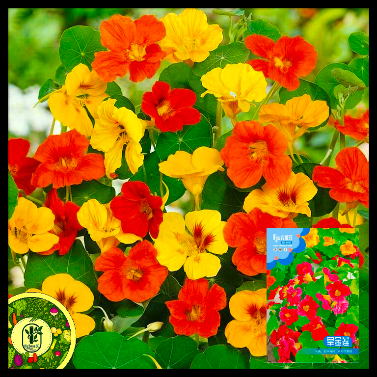 ন্যাস্টারশিয়াম-(Nasturtium),আনুমানিক ২০ বীজ
