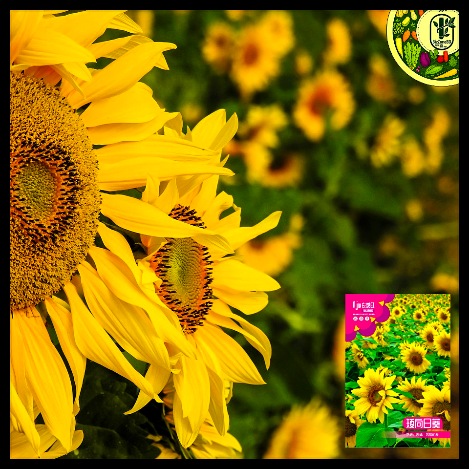 সূর্যমুখী-(Sunflower), আনুমানিক ৩০ বীজ