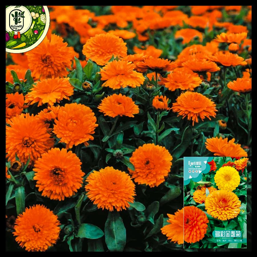 মেরিগোল্ড-(Marigold),আনুমানিক ১৫০ বীজ