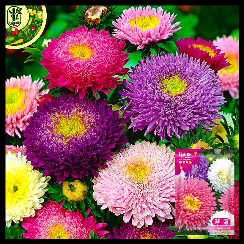 অ্যাস্টার-(Aster),আনুমানিক ১g/৬০০ বীজ