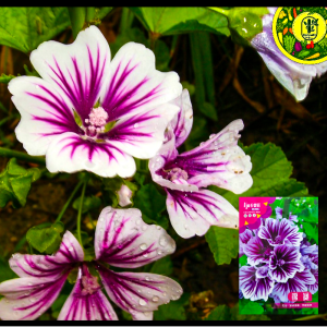 পার্পল ম্যালো-(Purple Mallow),আনুমানিক ২০০ বীজ