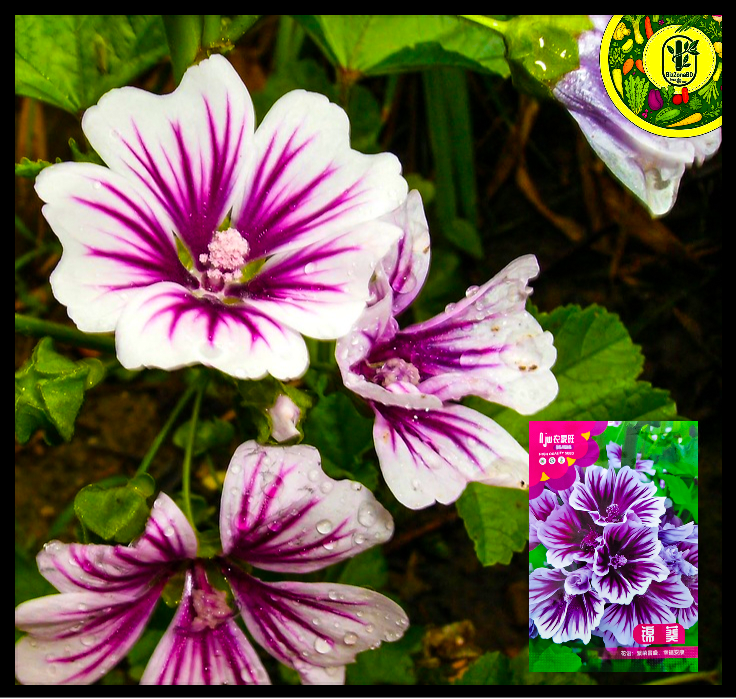 পার্পল ম্যালো-(Purple Mallow),আনুমানিক ২০০ বীজ