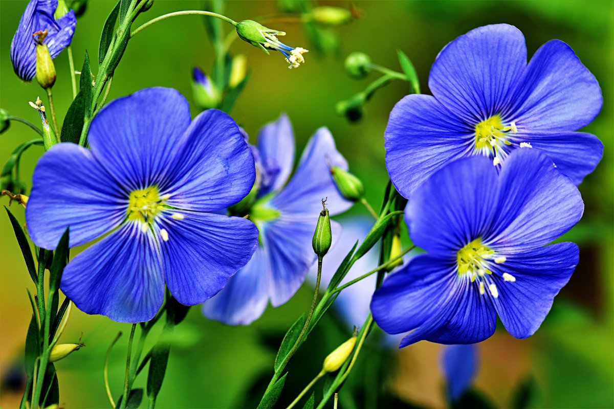 Blue Flax-(ব্লু ফ্ল্যাক্স),আনুমানিক ৫০০ বীজ - Image 7