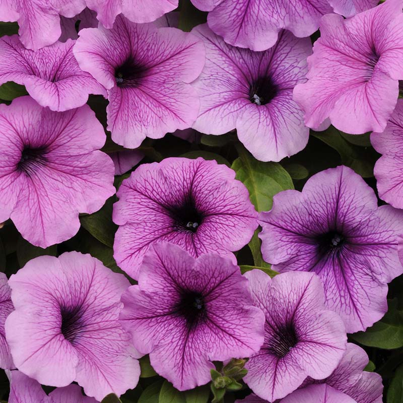 পিটুনিয়া-(Petunia), আনুমানিক ৫০০০ বীজ - Image 2