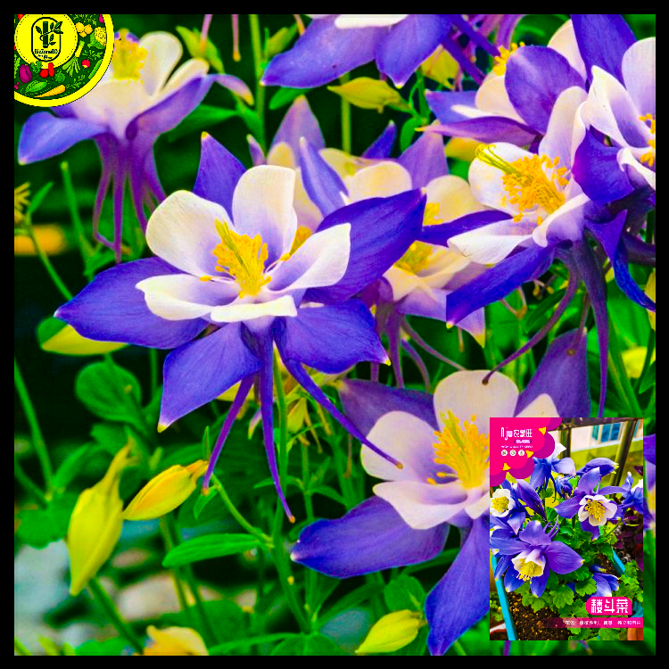 কলম্বাইন-(Columbine), আনুমানিক ৫০০ বীজ