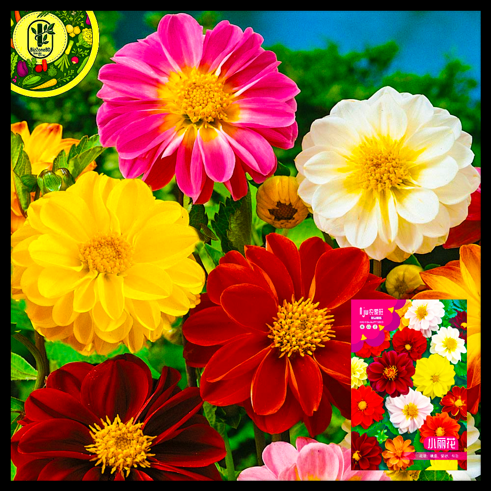 ডালিয়া মিক্স-(Dahlia Mix),আনুমানিক ১০০ বীজ