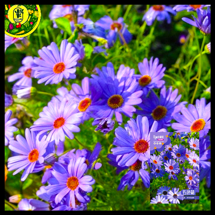 ইটালিয়ান এস্টার-(Italian Aster),আনুমানিক ৬০০০ বীজ