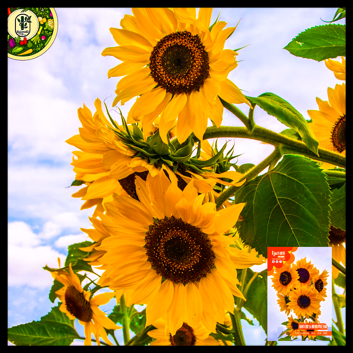 মাল্টি–হেড সূর্যমুখী-(Multi-Head Sunflower),আনুমানিক ৫০ বীজ