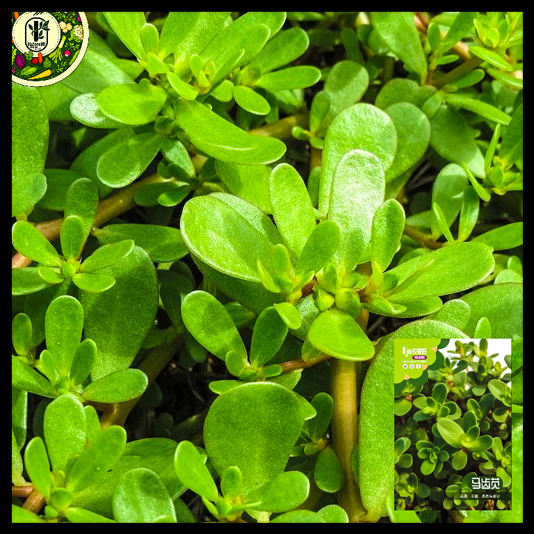 চায়না পার্সলেন-(Purslane), আনুমানিক ১০০০ বীজ