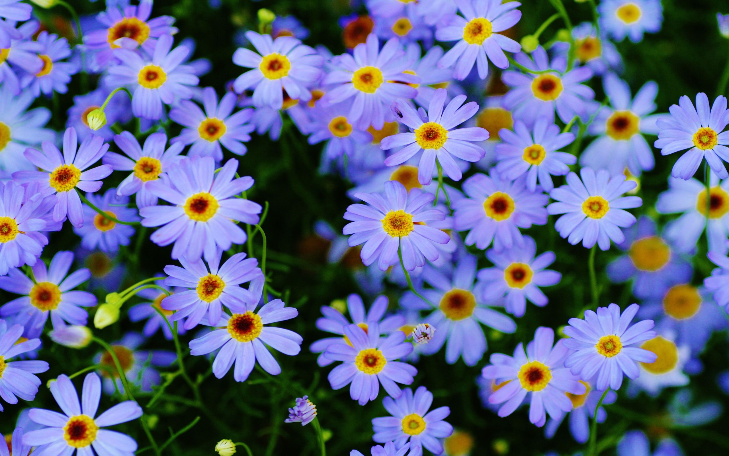 ইটালিয়ান এস্টার-(Italian Aster),আনুমানিক ৬০০০ বীজ - Image 3