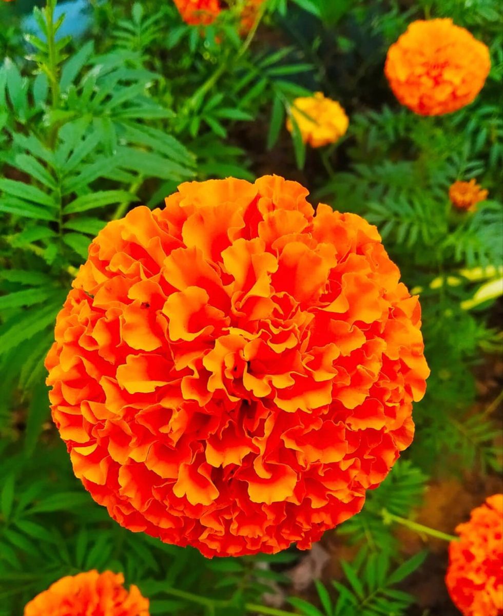 কমলা গাঁদা-(Orange Marigold),আনুমানিক ১৩০ বীজ - Image 6
