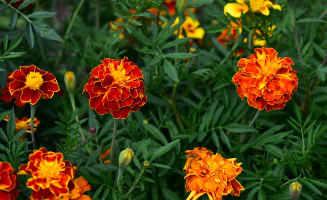 রক্তগাঁদা-(Red Hibiscus),আনুমানিক ৪০০ বীজ - Image 2