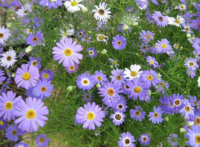 ইটালিয়ান এস্টার-(Italian Aster),আনুমানিক ৬০০০ বীজ - Image 2