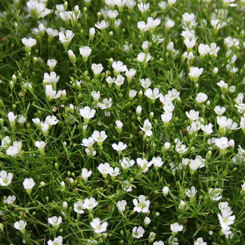 সাদা জিপসোফিলা-(White Gypsophila), আনুমানিক ৩০০ বীজ - Image 7