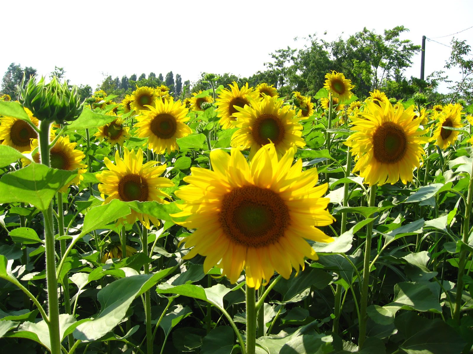 সূর্যমুখী-(Sunflower), আনুমানিক ৩০ বীজ - Image 5