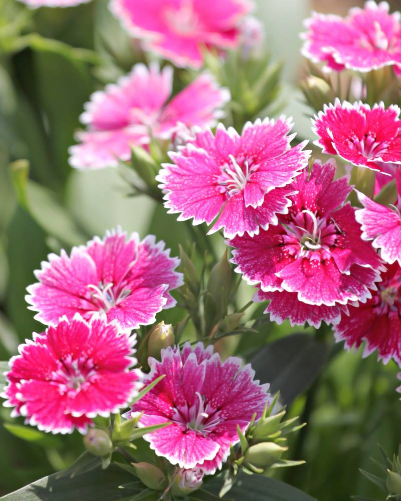 বর্ণিল কার্নেশন-(Colorful Carnation),আনুমানিক ৪০০ বীজ - Image 4