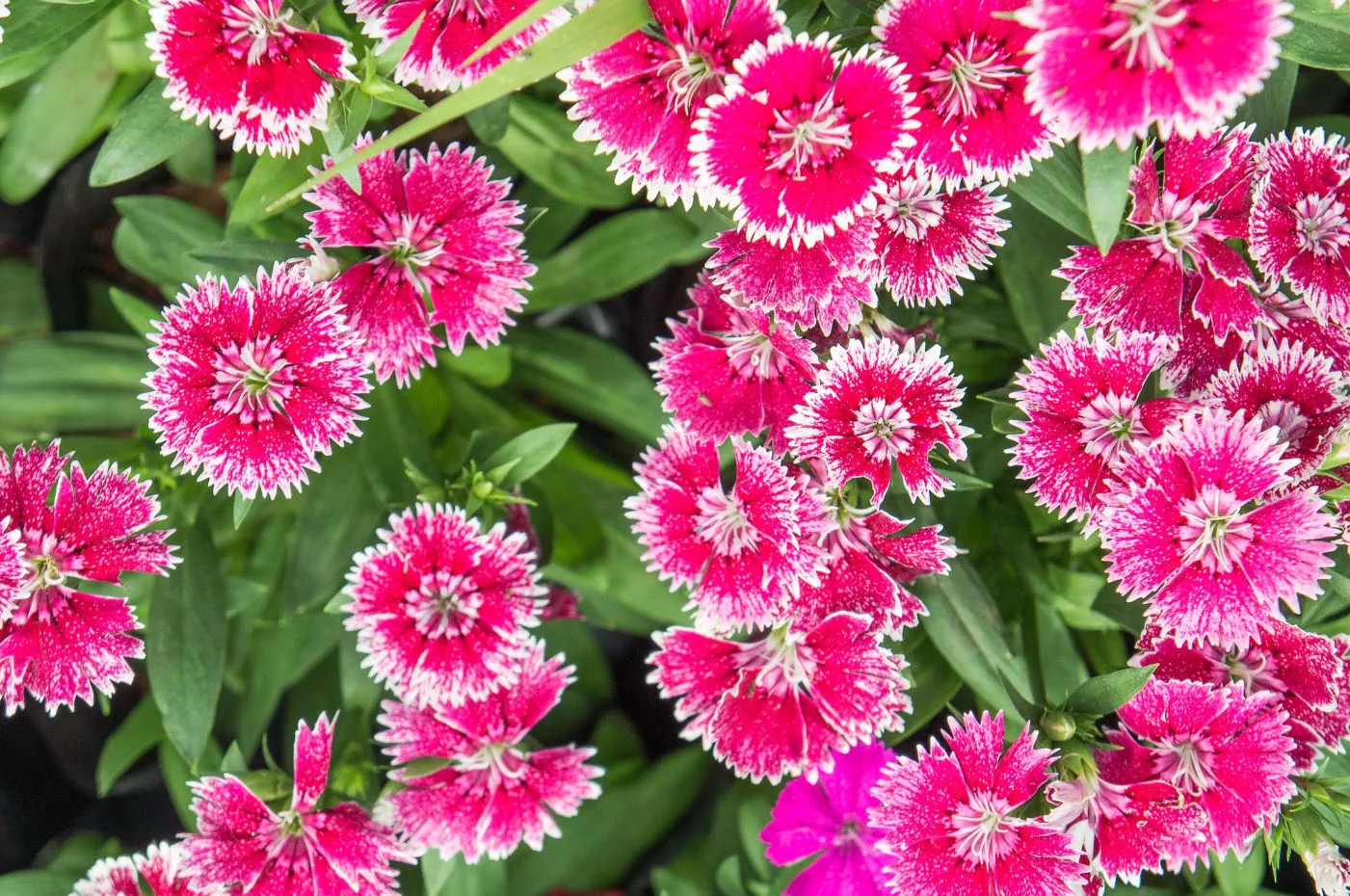 বর্ণিল কার্নেশন-(Colorful Carnation),আনুমানিক ৪০০ বীজ - Image 2