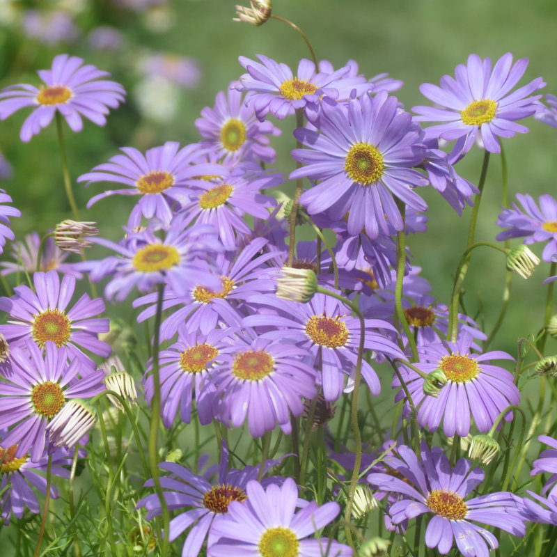 ইটালিয়ান এস্টার-(Italian Aster),আনুমানিক ৬০০০ বীজ - Image 4