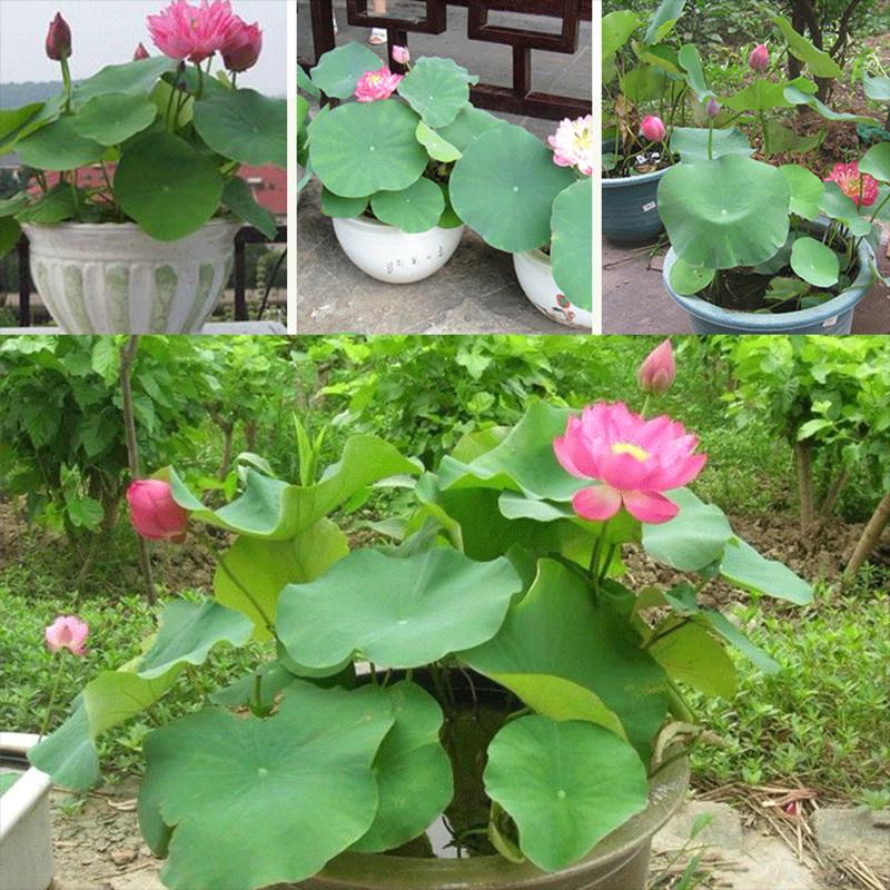 পদ্ম ফুল-(Lotus Flower),আনুমানিক ৫টি বীজ - Image 6