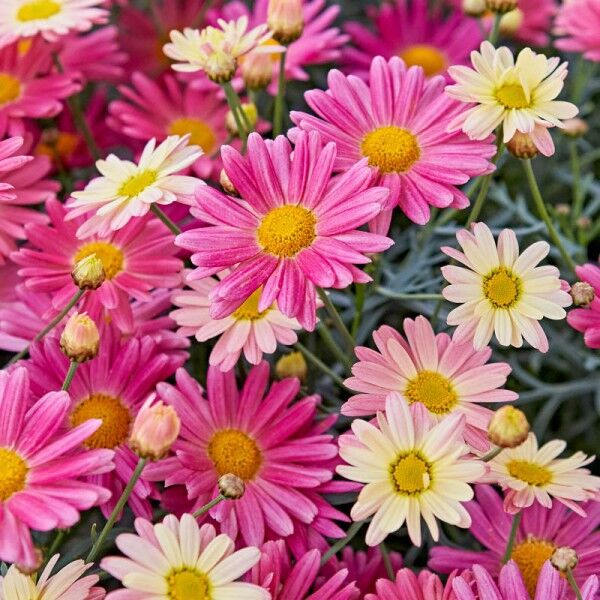 ডেইজি-(Daisy),আনুমানিক ৪৫০ বীজ - Image 5