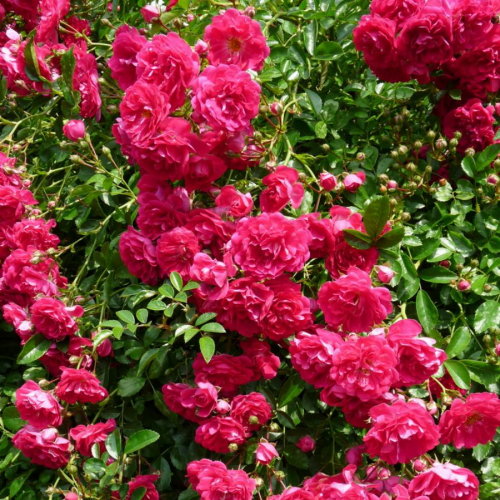 ক্লাইম্বিং রোজ-(Climbing Rose),আনুমানিক ১০০ বীজ - Image 6