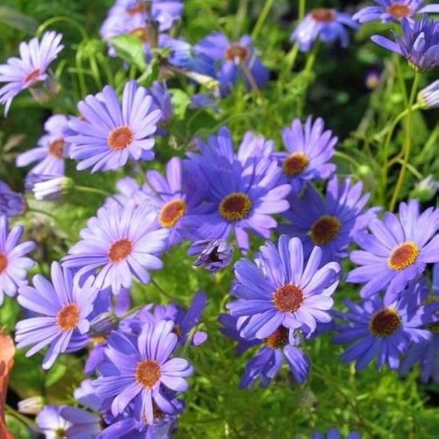 চন্দ্র মল্লিকা-(Chandra Mallika)-আনুমানিক ৬০০০ বীজ - Image 6