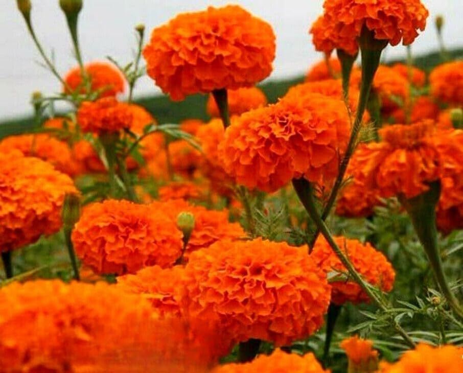 কমলা গাঁদা-(Orange Marigold),আনুমানিক ১৩০ বীজ - Image 7