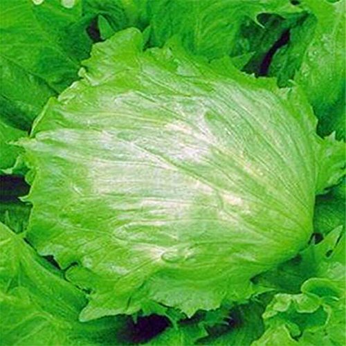 আইসবার্গ লেটুস-(Iceberg Lettuce), আনুমানিক ২g/২০০০ বীজ - Image 5