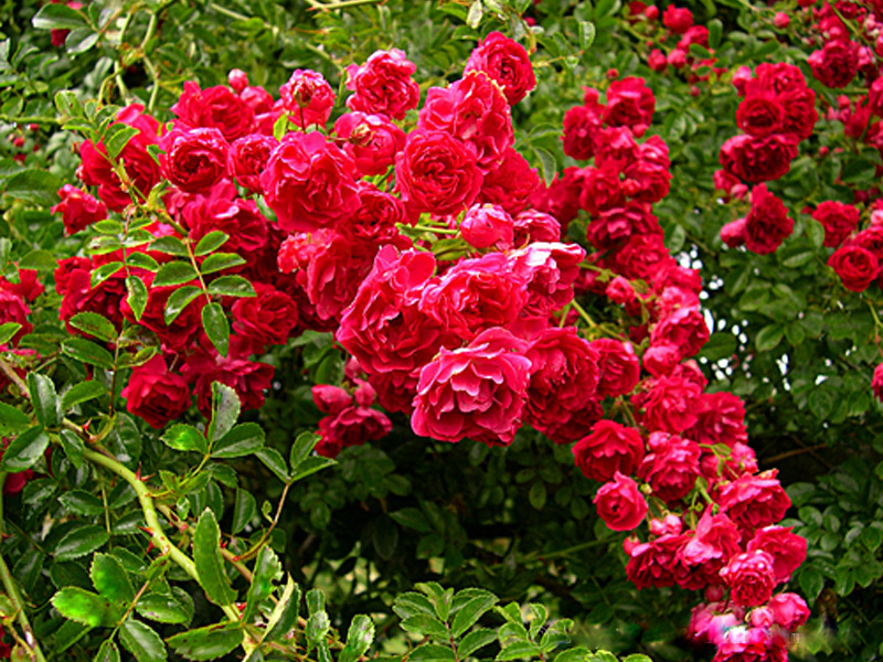 ক্লাইম্বিং রোজ-(Climbing Rose),আনুমানিক ১০০ বীজ - Image 5