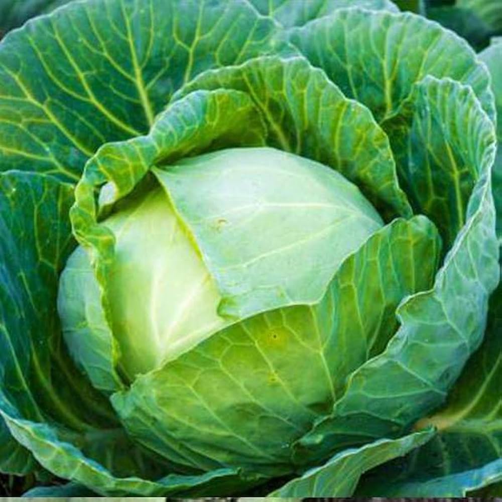 পাতাকপি-(Pata Copi/Cabbage),আনুমানিক ২০০ বীজ - Image 7
