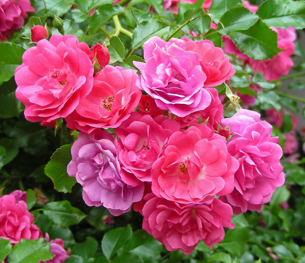 ক্লাইম্বিং রোজ-(Climbing Rose),আনুমানিক ১০০ বীজ - Image 2